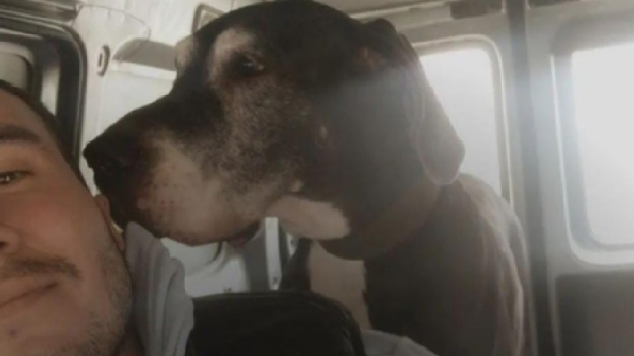 Un emprendedor de Comodoro lanzó el servicio de transporte "Mascotaxi"