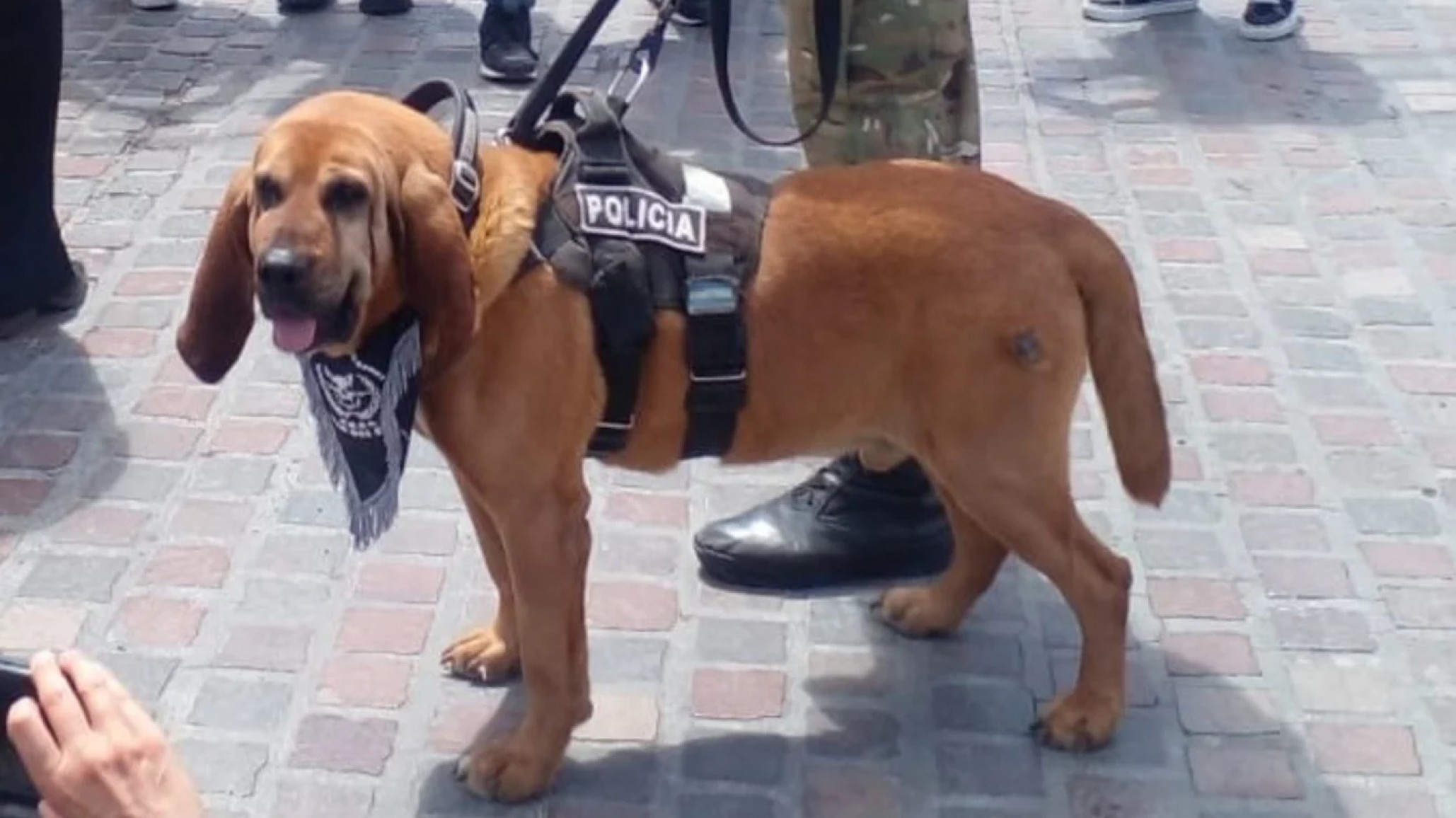 Zeus, un héroe de cuatro patas, se retira de la Policía del Chubut