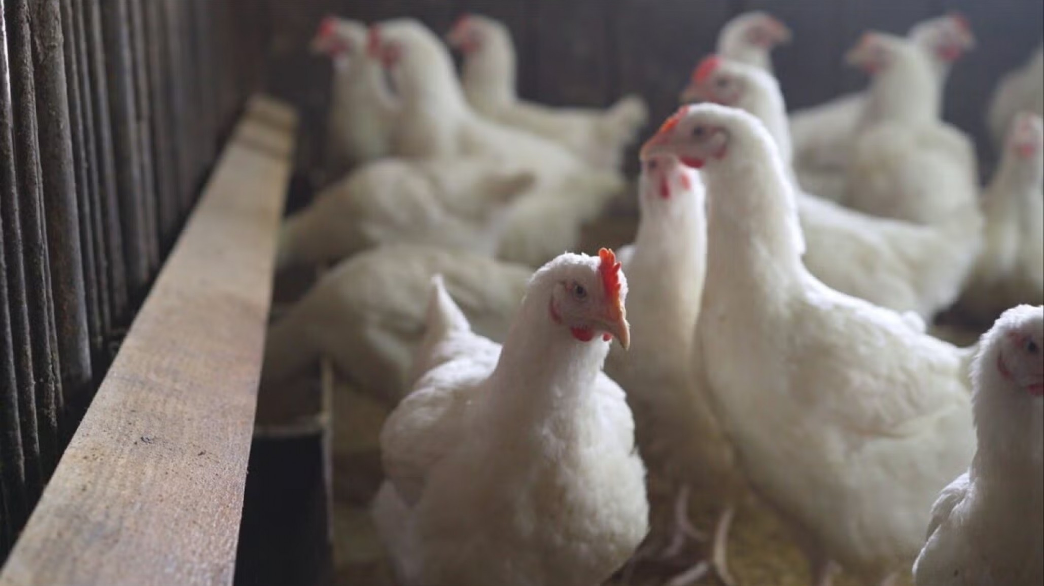 Primer caso grave de gripe aviar en EE.UU