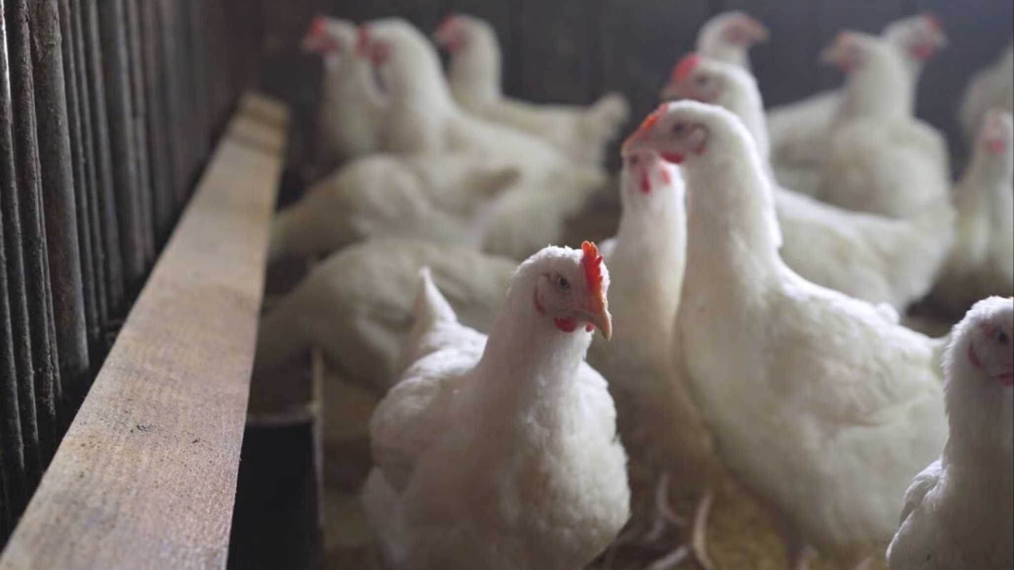 Primer caso grave de gripe aviar en EE.UU