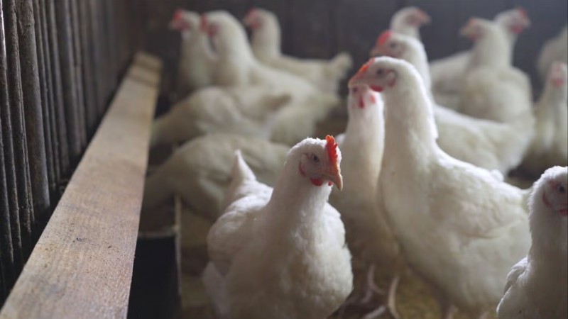 Primer caso grave de gripe aviar en EE.UU