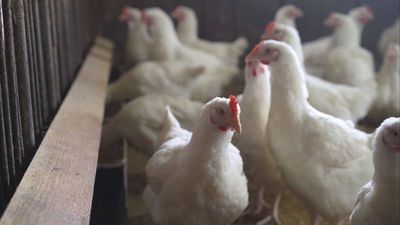 Primer caso grave de gripe aviar en EE.UU