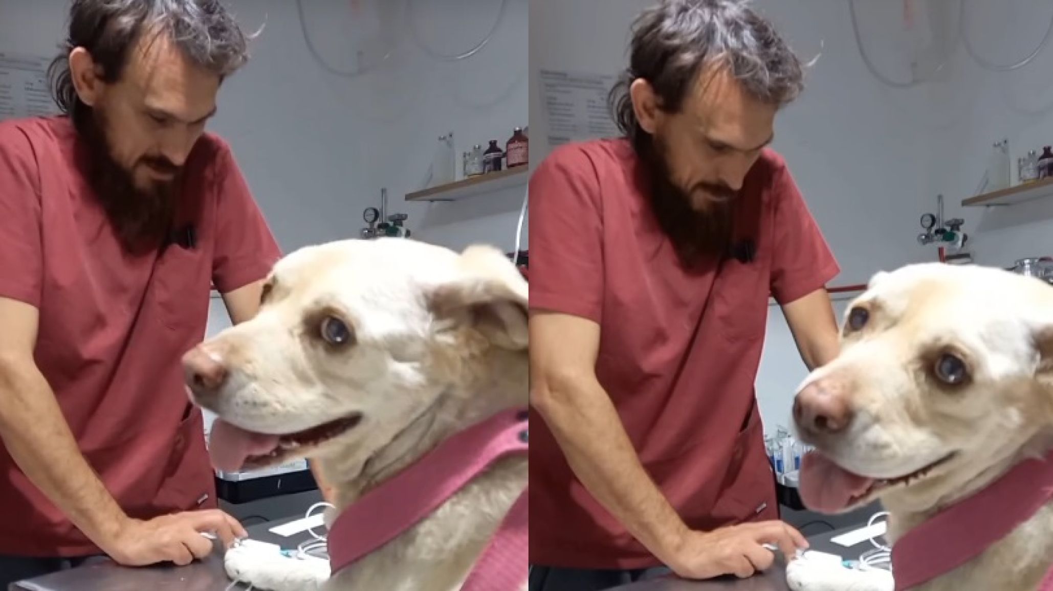Los tres desafíos de Mily: una perrita que superó el cáncer gracias a un veterinario de Rada Tilly