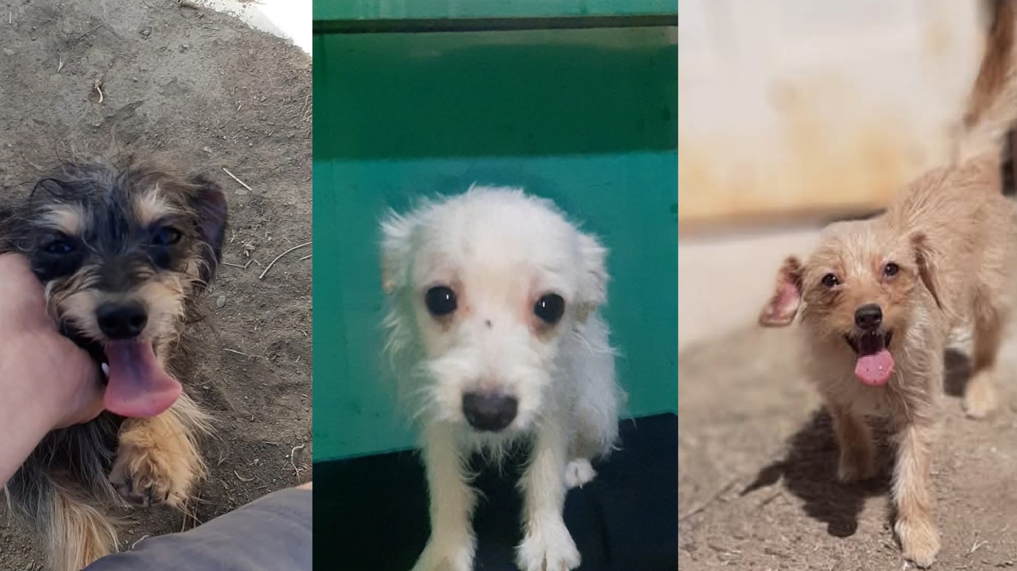 Tres perritas fueron abandonadas bajo la lluvia y buscan una familia