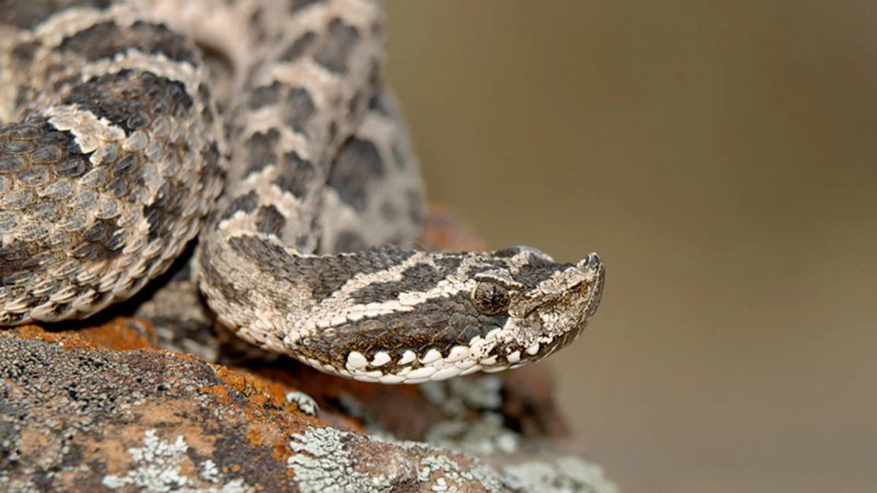Recomendaciones ante la presencia de yararás ñatas y arañas peligrosas en zonas urbanas y periurbanas de Chubut