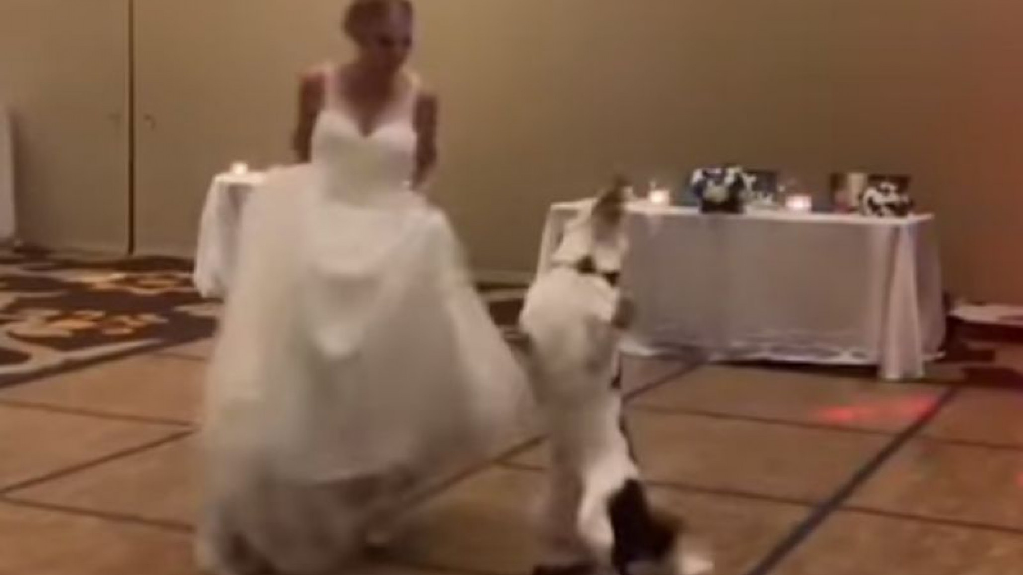 Una novia prefirió bailar con su perro en vez de hacerlo con su marido en plena fiesta de casamiento