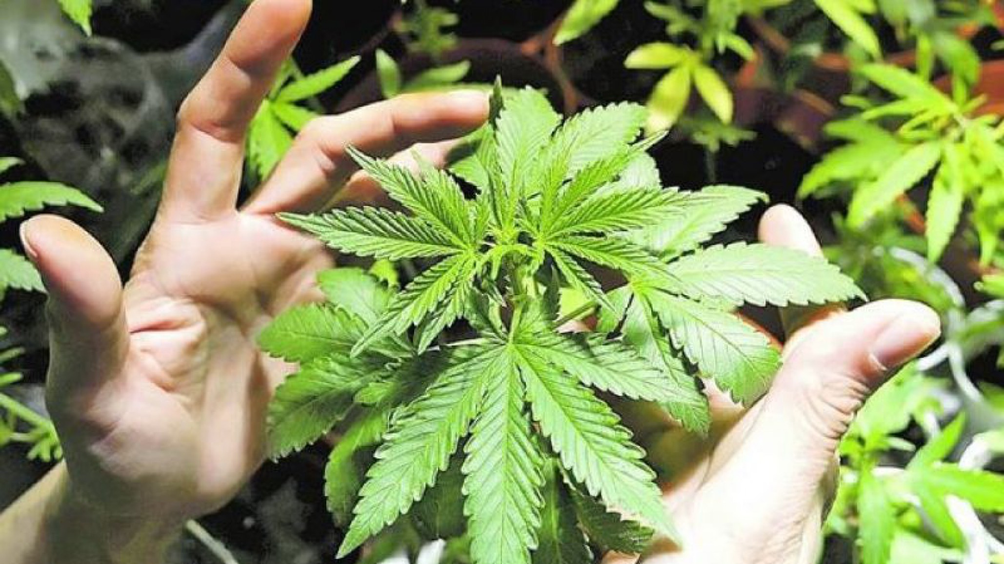 Los argentinos gastan más de 21 mil pesos en compras de marihuana