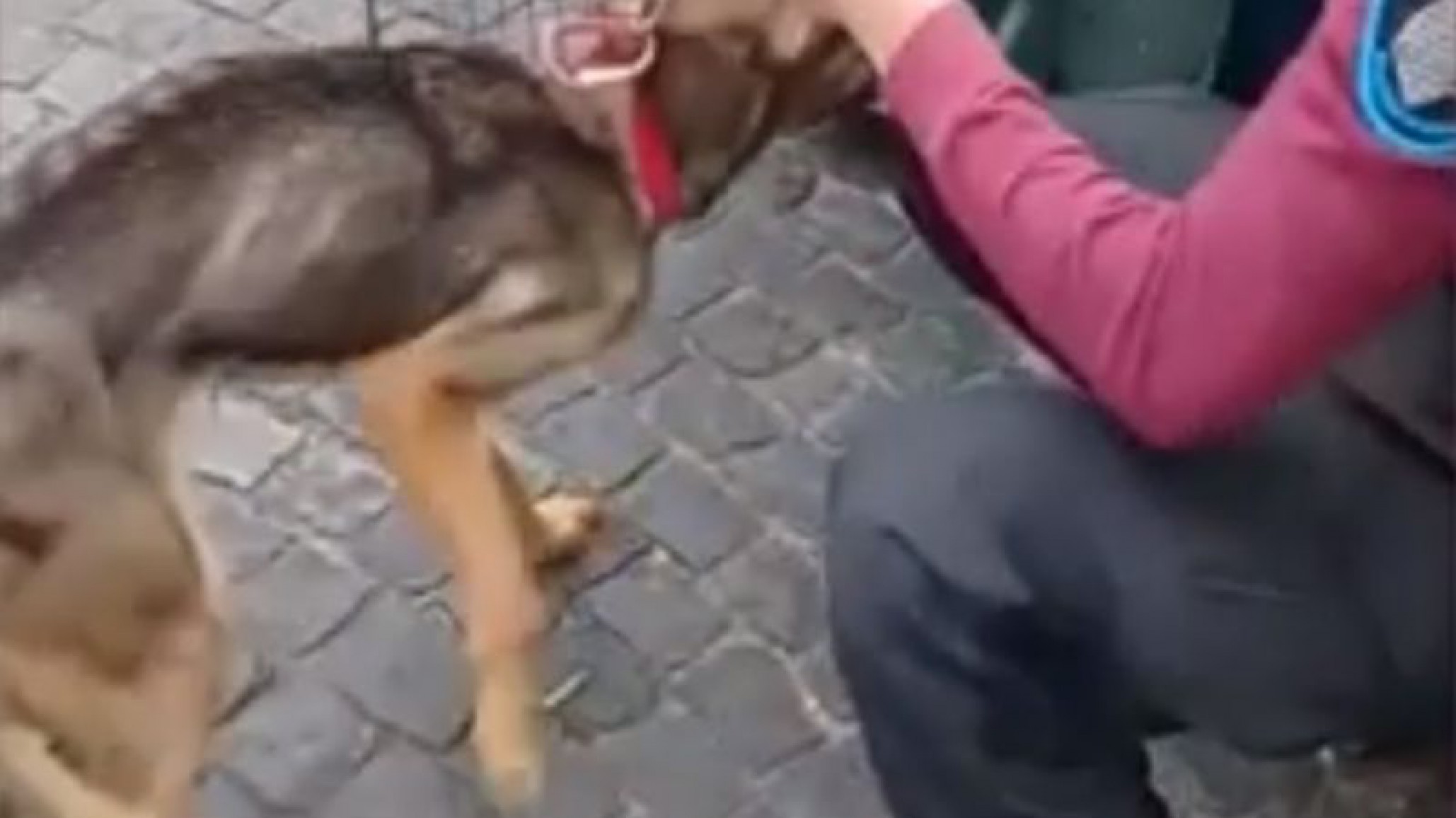 Tenía atada a una reja a su perra y la mataba de hambre: fue detenido