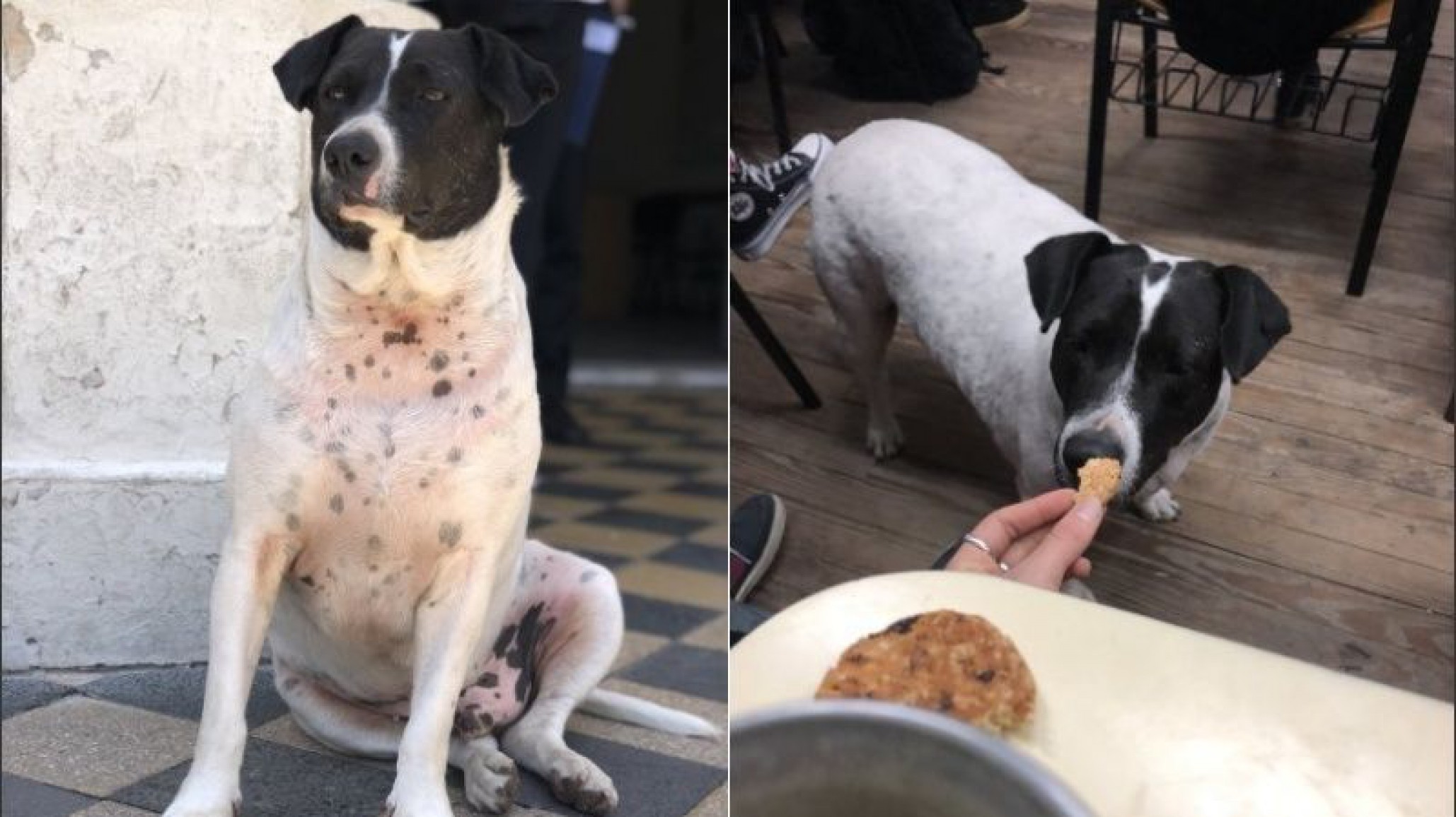 El insólito “escrache” a Perro Vaca, el “estafador” de la Facultad de Derecho de Rosario