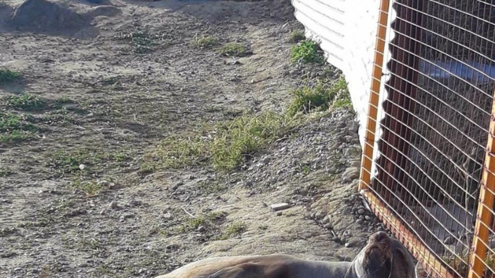 Un lobo marino que descansaba en las playas de Rada Tilly fue asistido