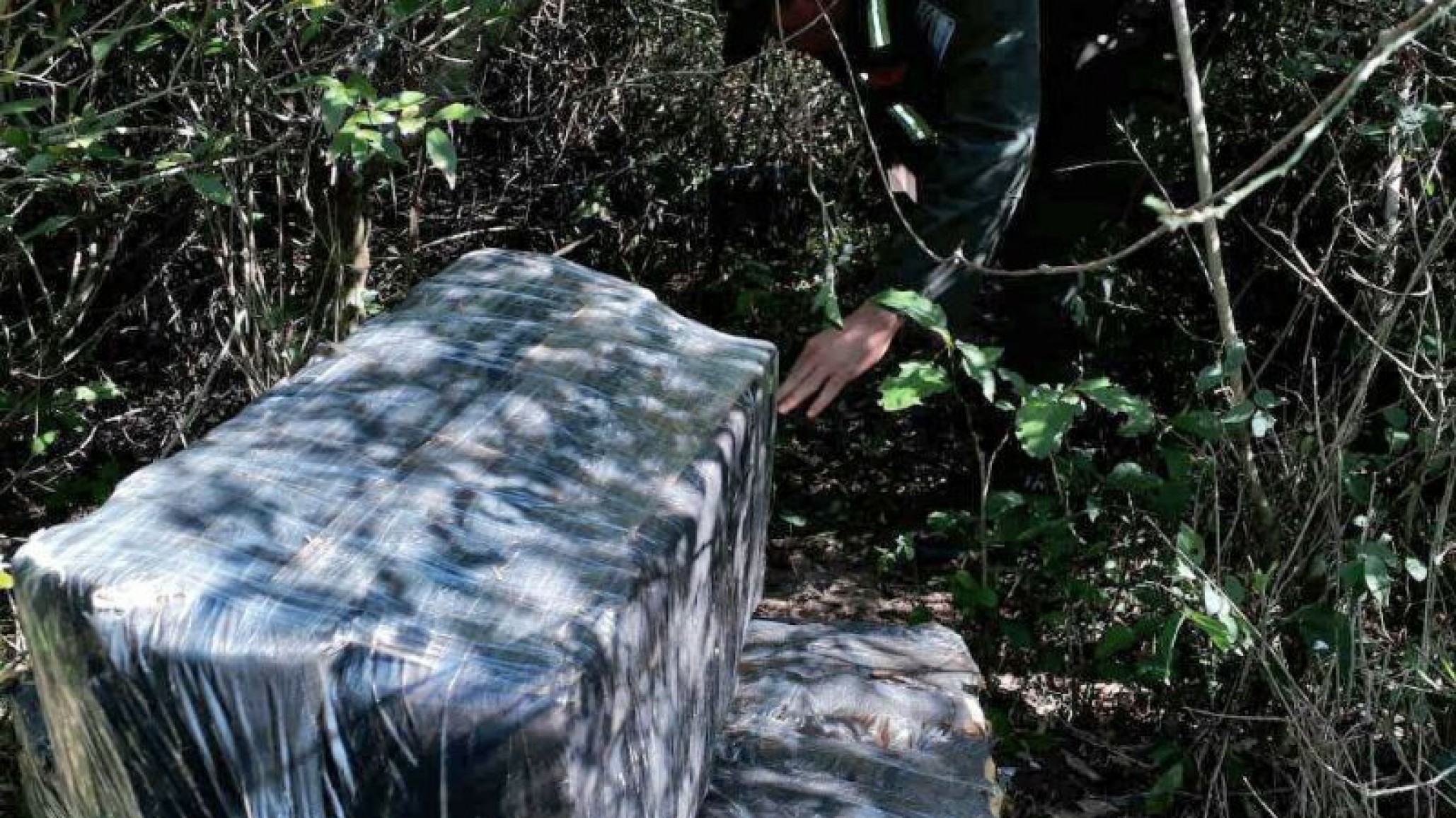 Encontraron más de 700 kilos de marihuana ocultos en un malezal