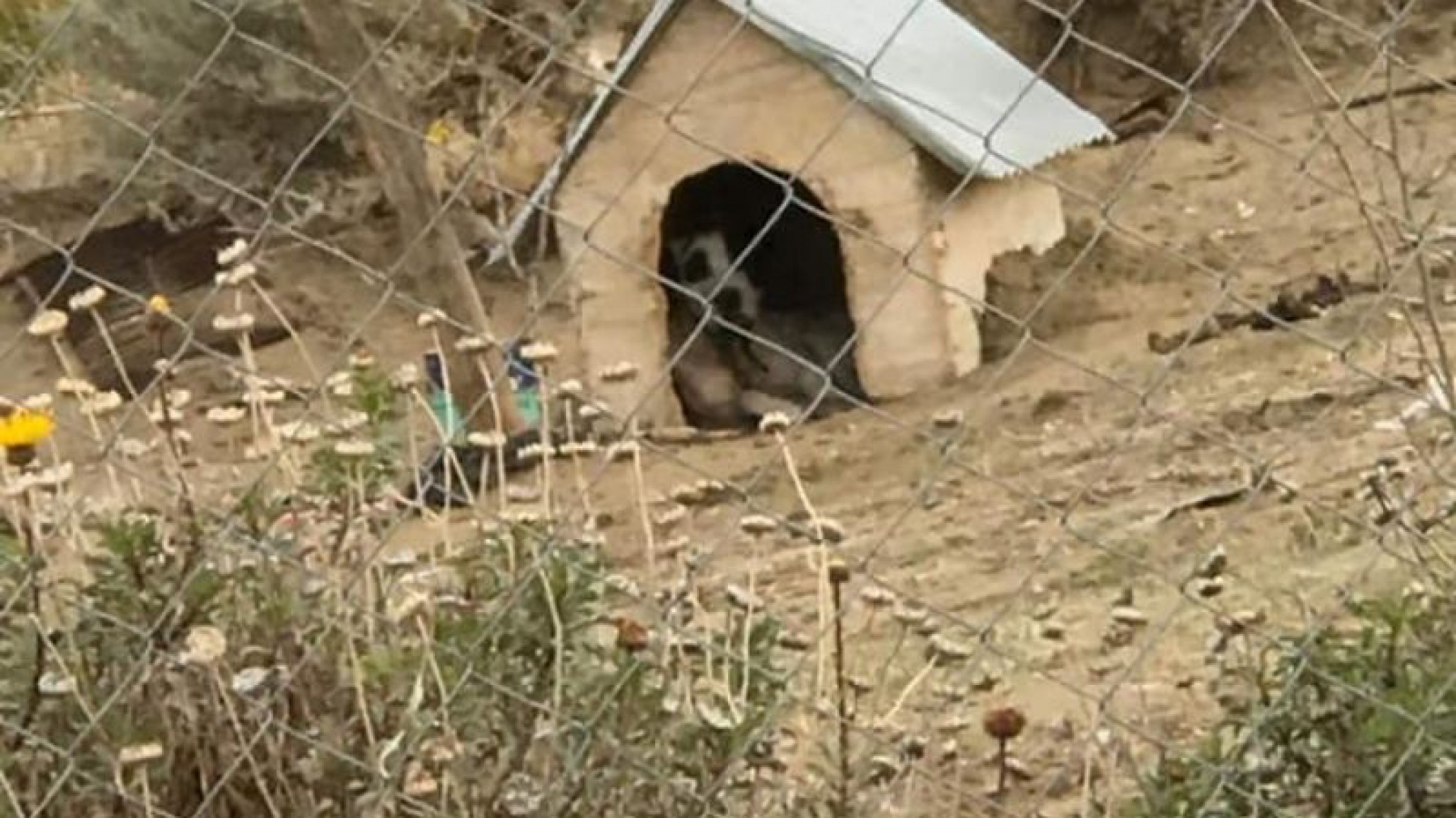 Denuncian que una familia tiene un perro en estado de abandono