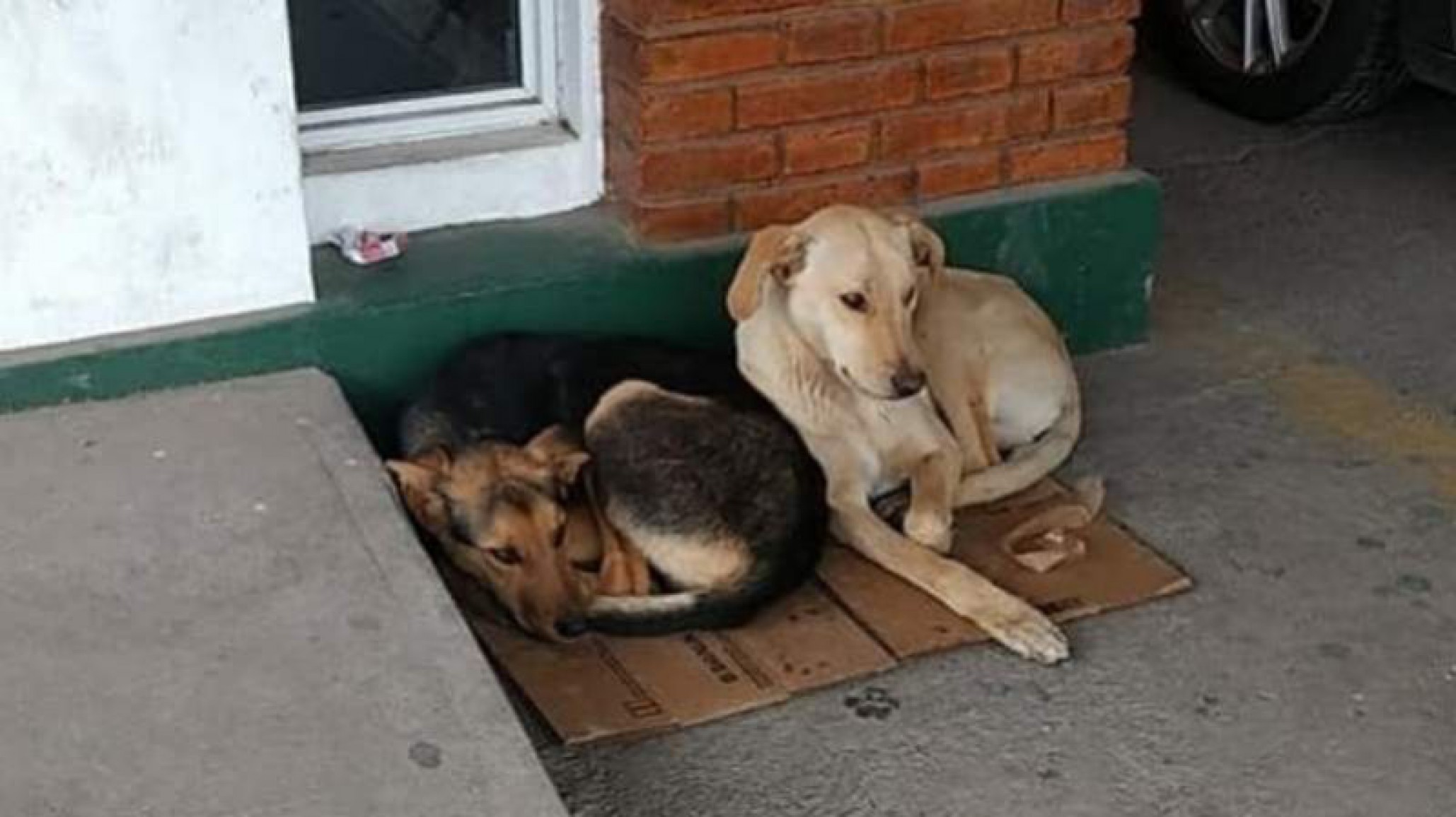 Amigos fieles: dos perros siguieron a su dueño por largos kilometros detrás de la ambulancia
