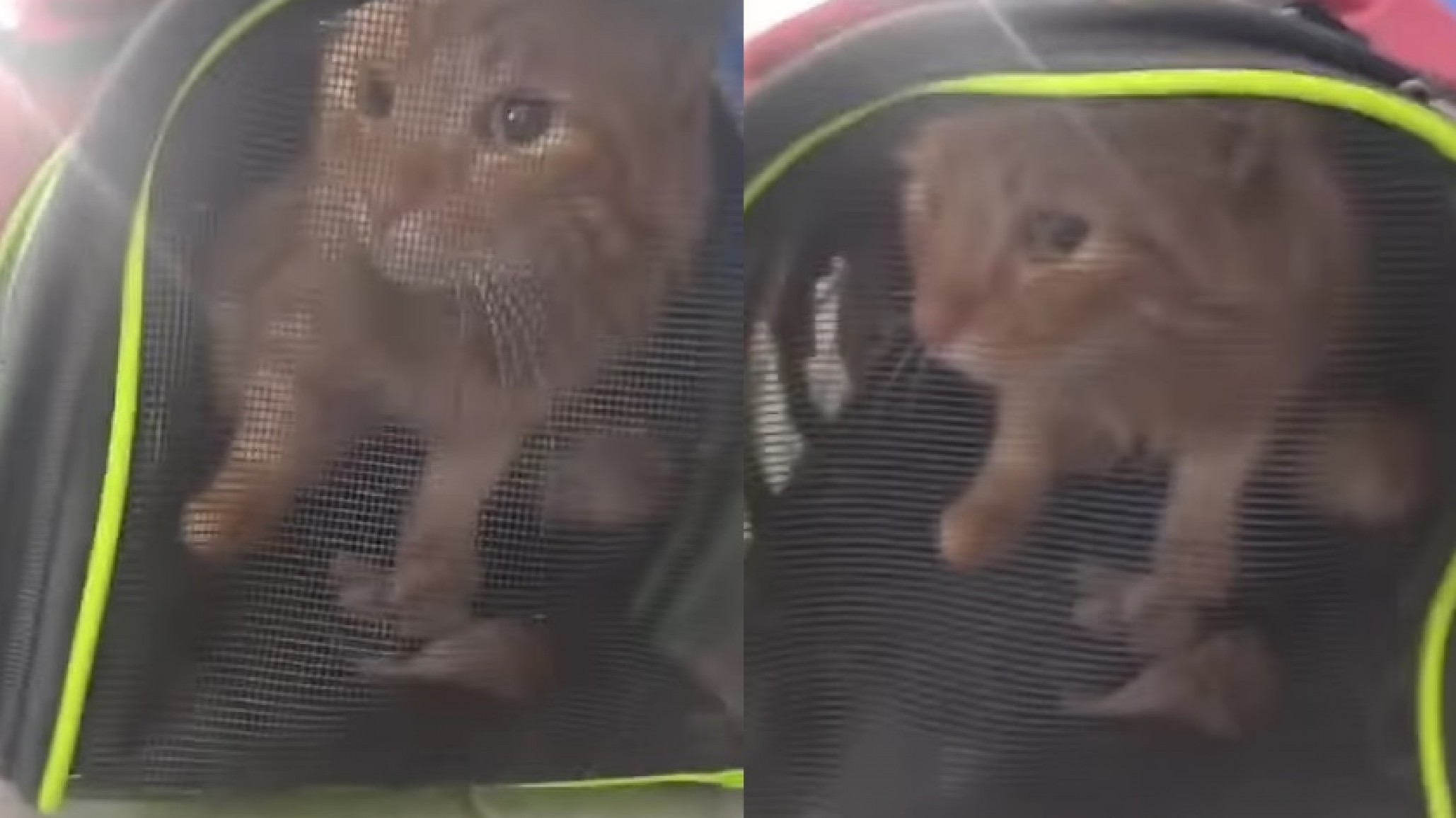 La descubrieron viajando con un gatito y lo abandonó en la terminal de ómnibus de General Roca