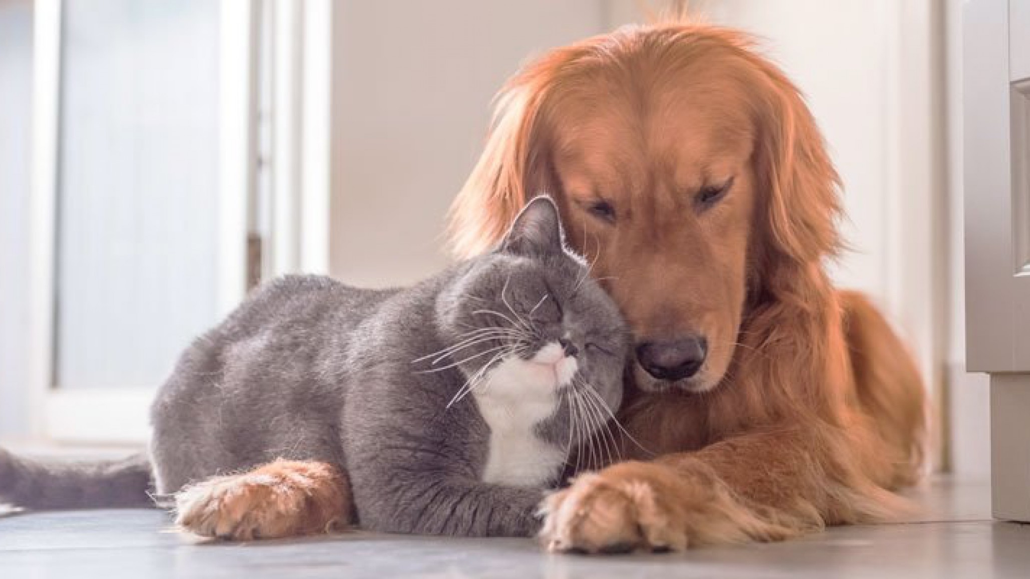 La campaña gratuita de esterilización para mascotas se habilitará en el Stella Maris