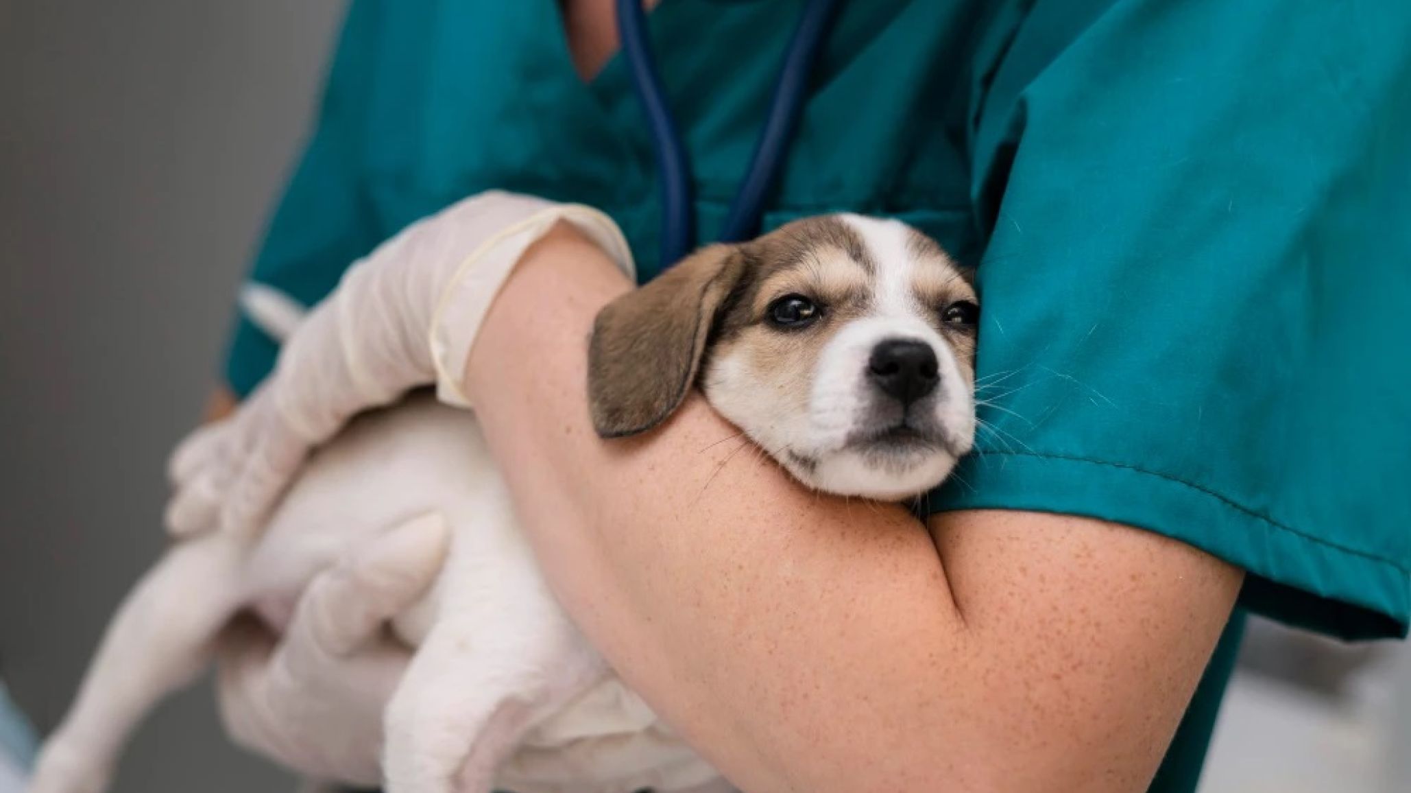 Campaña de esterilización gratuita en el barrio Stella Maris