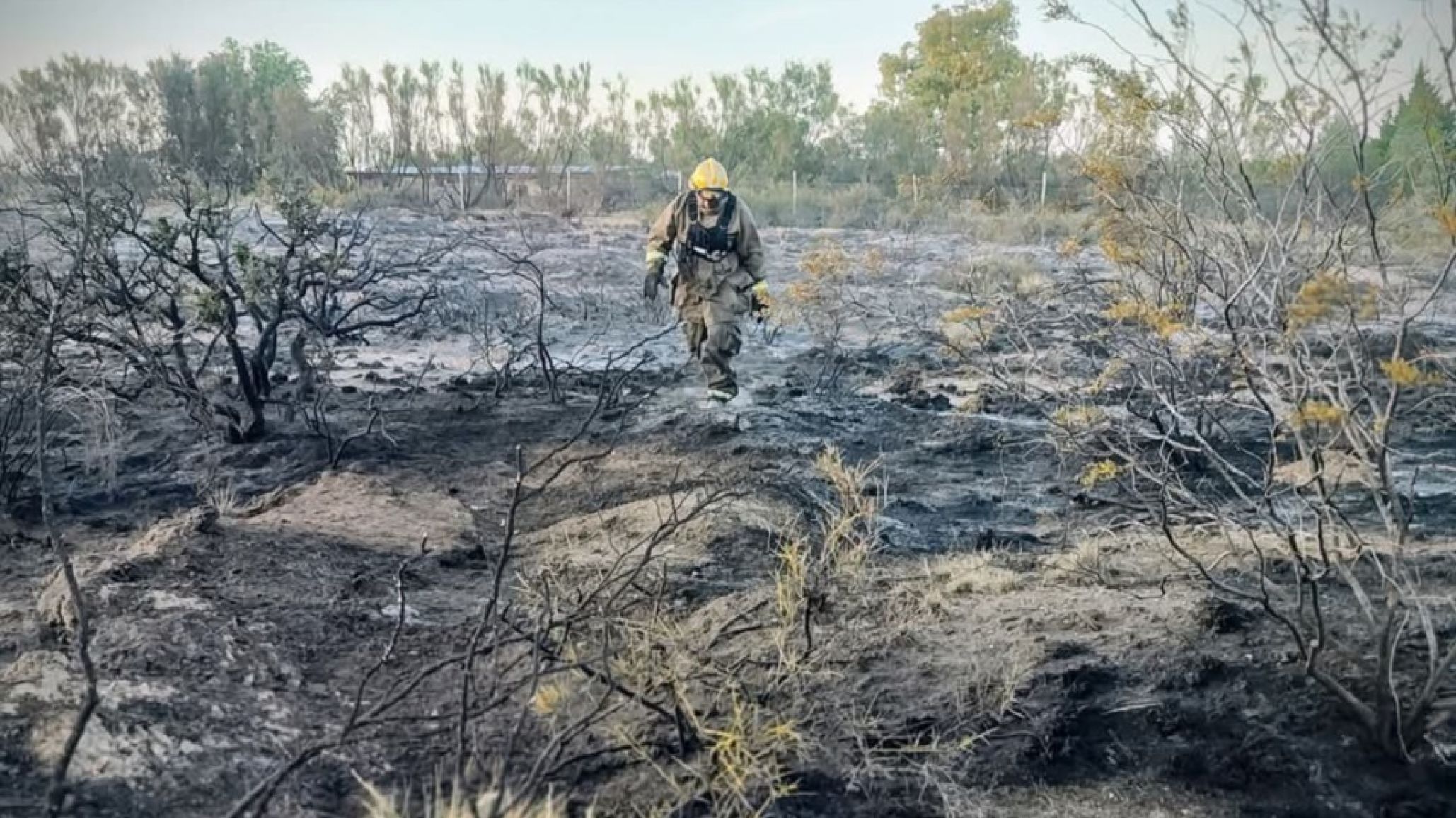 El loro fue el culpable: dejó sin luz a Madryn y desató un incendio en El Doradillo
