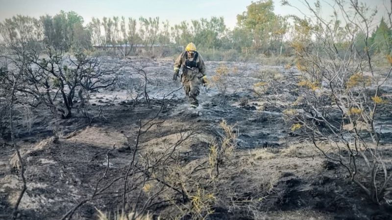 El loro fue el culpable: dejó sin luz a Madryn y desató un incendio en El Doradillo