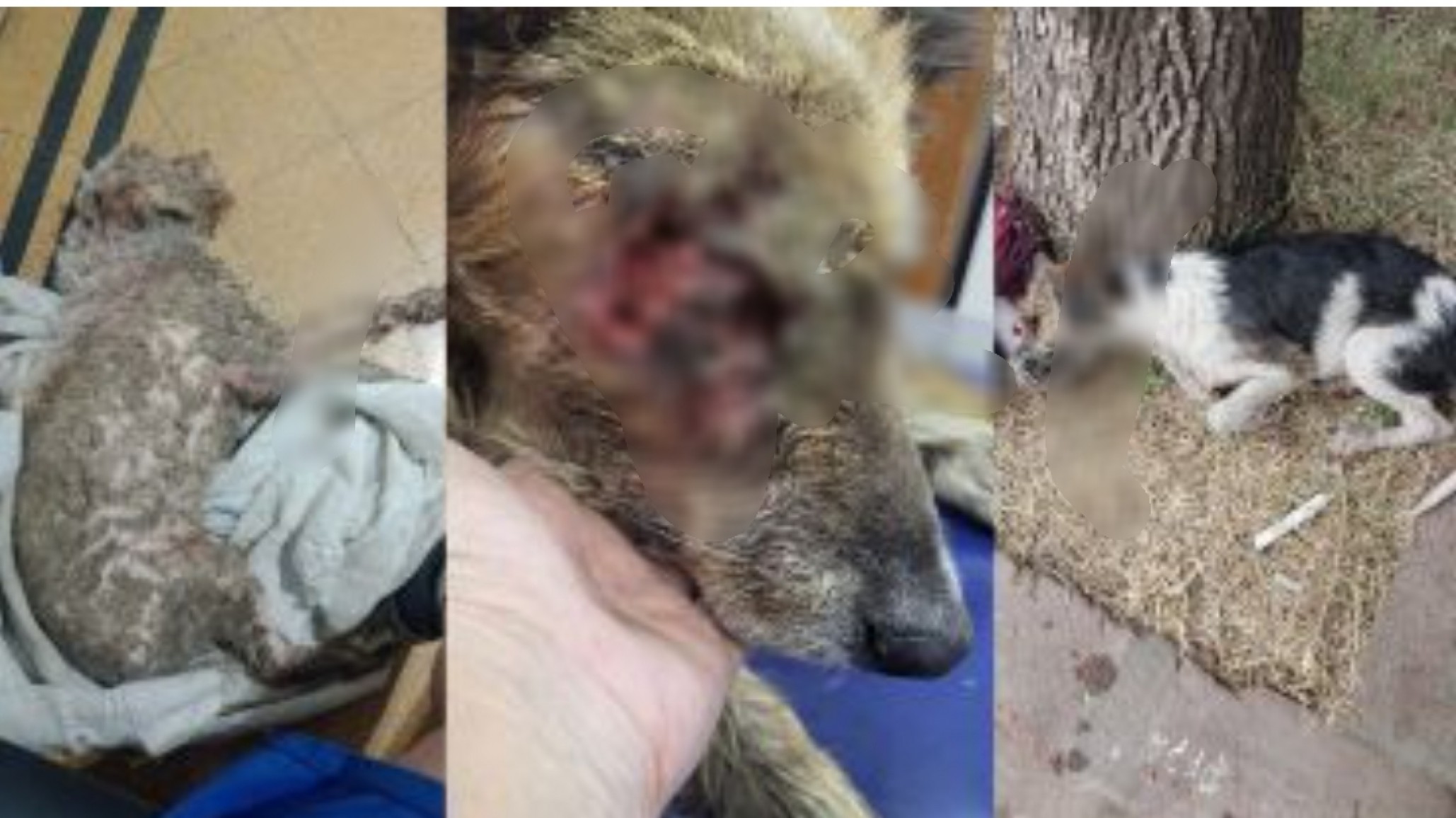 Maltrato animal: tres perros en estado crítico en menos de una semana