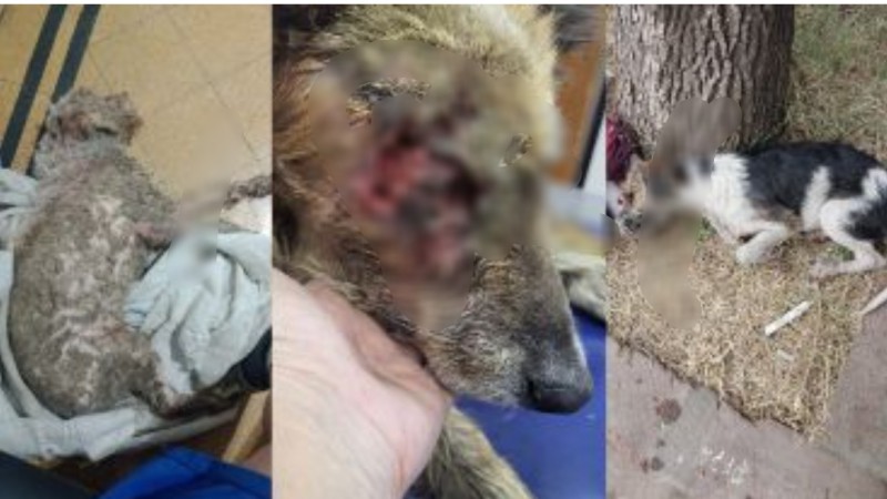 Maltrato animal: tres perros en estado crítico en menos de una semana