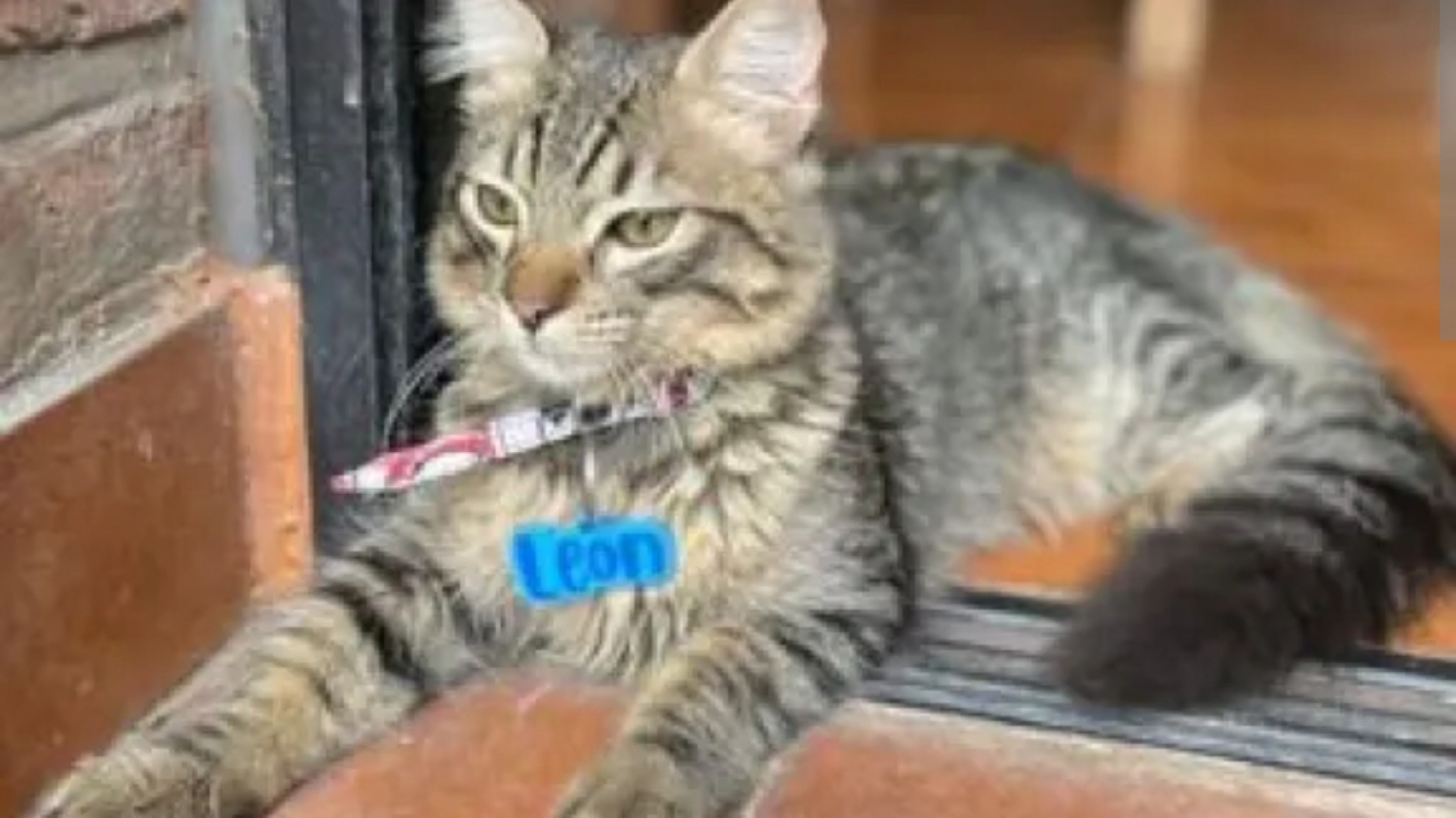 Un grupo de teatro impulsa un refugio para gatos y un ropero con clases