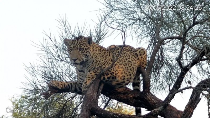 Takajay, el nuevo rey del Iberá: un yaguareté chaqueño se suma a la conservación