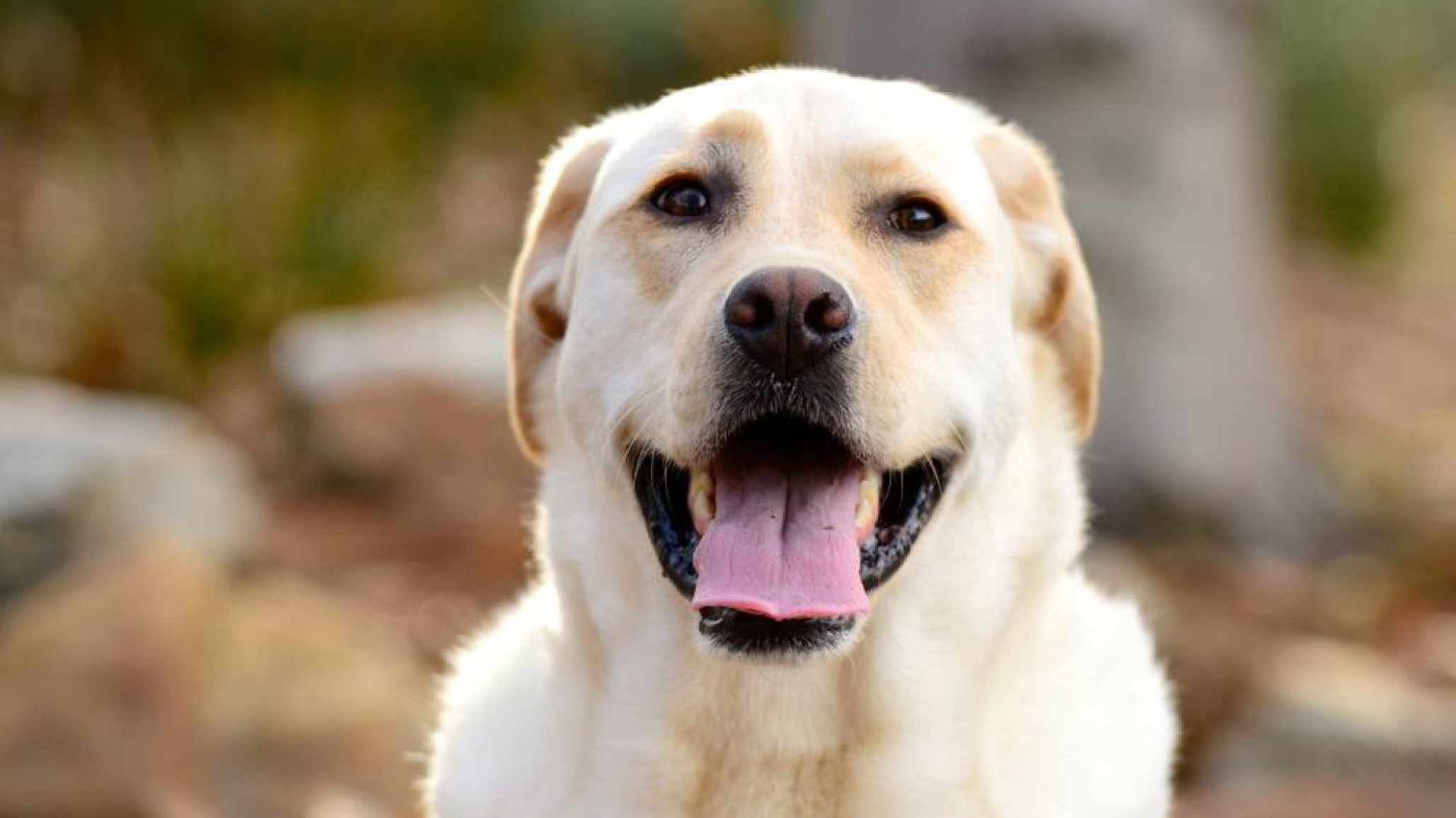 Horror en La Plata: Un jubilado apuñaló mortalmente a un perro en la vía pública