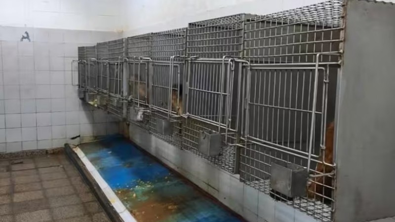 Los 50 monos utilizados para experimentos en un hospital porteño serán enviados a Sudáfrica