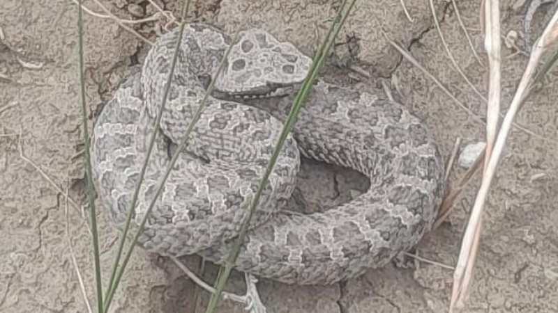 Rada Tilly: alerta por la aparición de una yarará