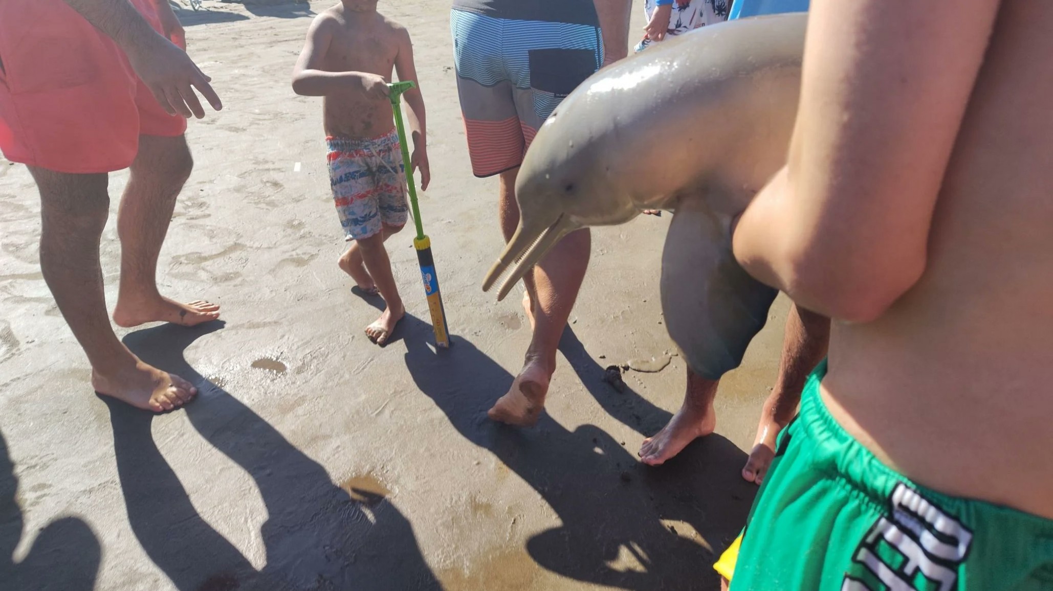 Maltrato animal en Mar del Tuyú: Un delfín murió al ser sacado del mar