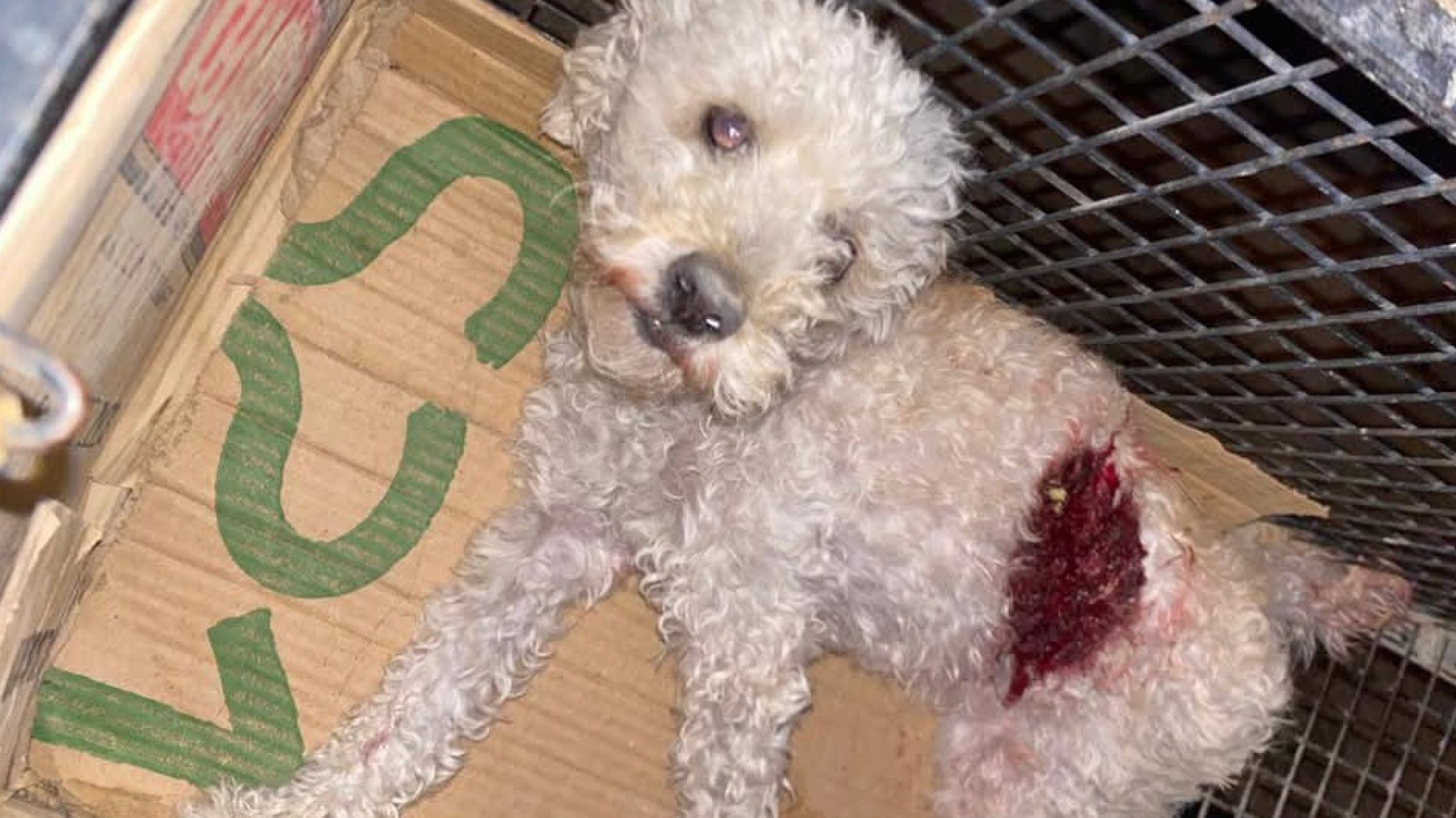 Vecinos de Comodoro se unieron para salvar a una perrita atacada y abandonada en un canasto