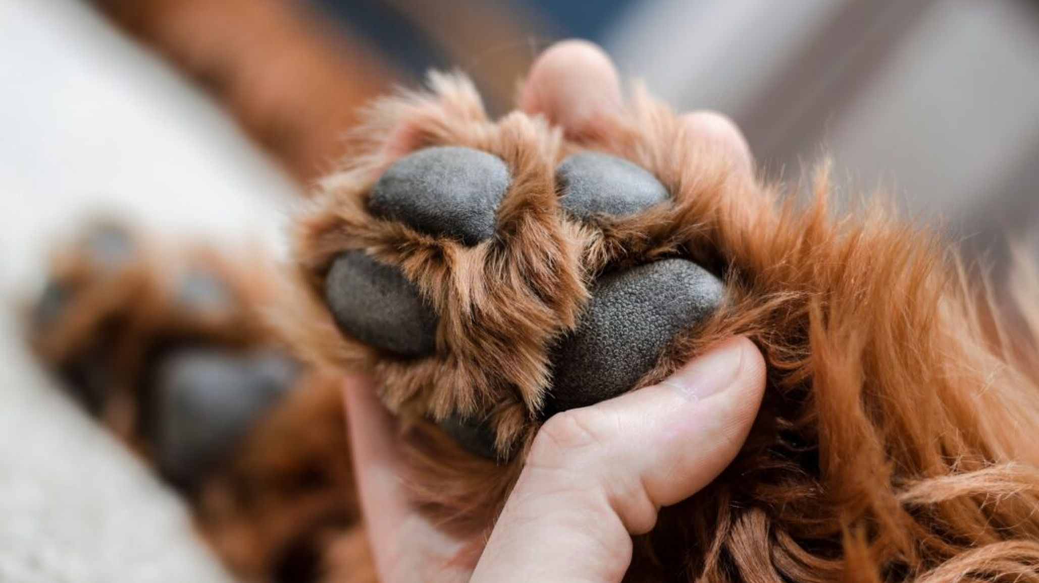 Designan al fiscal Caperochipi para intervenir en casos de maltrato animal en Comodoro, Rada Tilly y Camarones