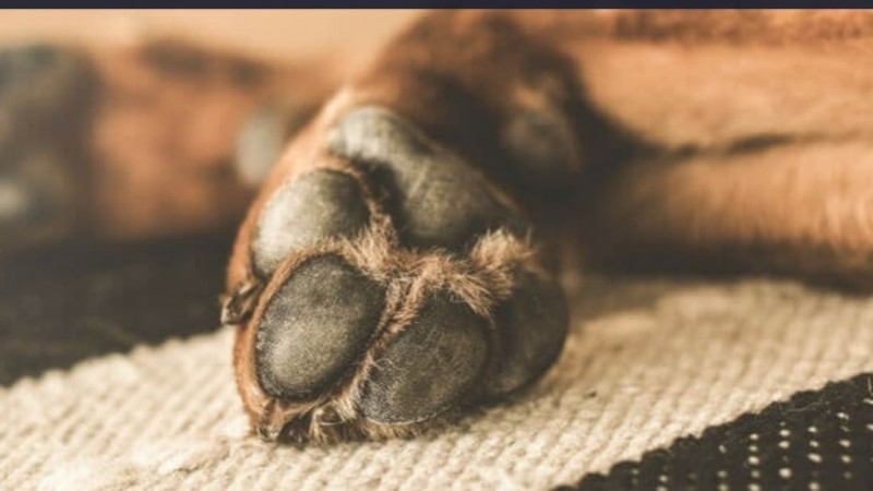 Vecina acusa a un vecino por la muerte de su perro electrocutado y su perra baleada: "que le retiren el arma"