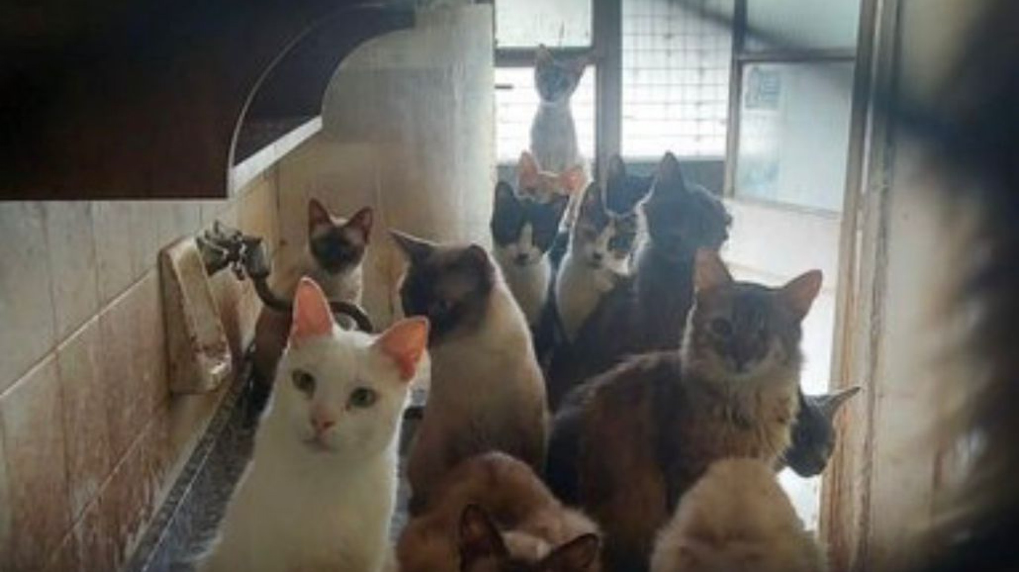 Rescataron más de 50 animales en condiciones de hacinamiento en Balvanera