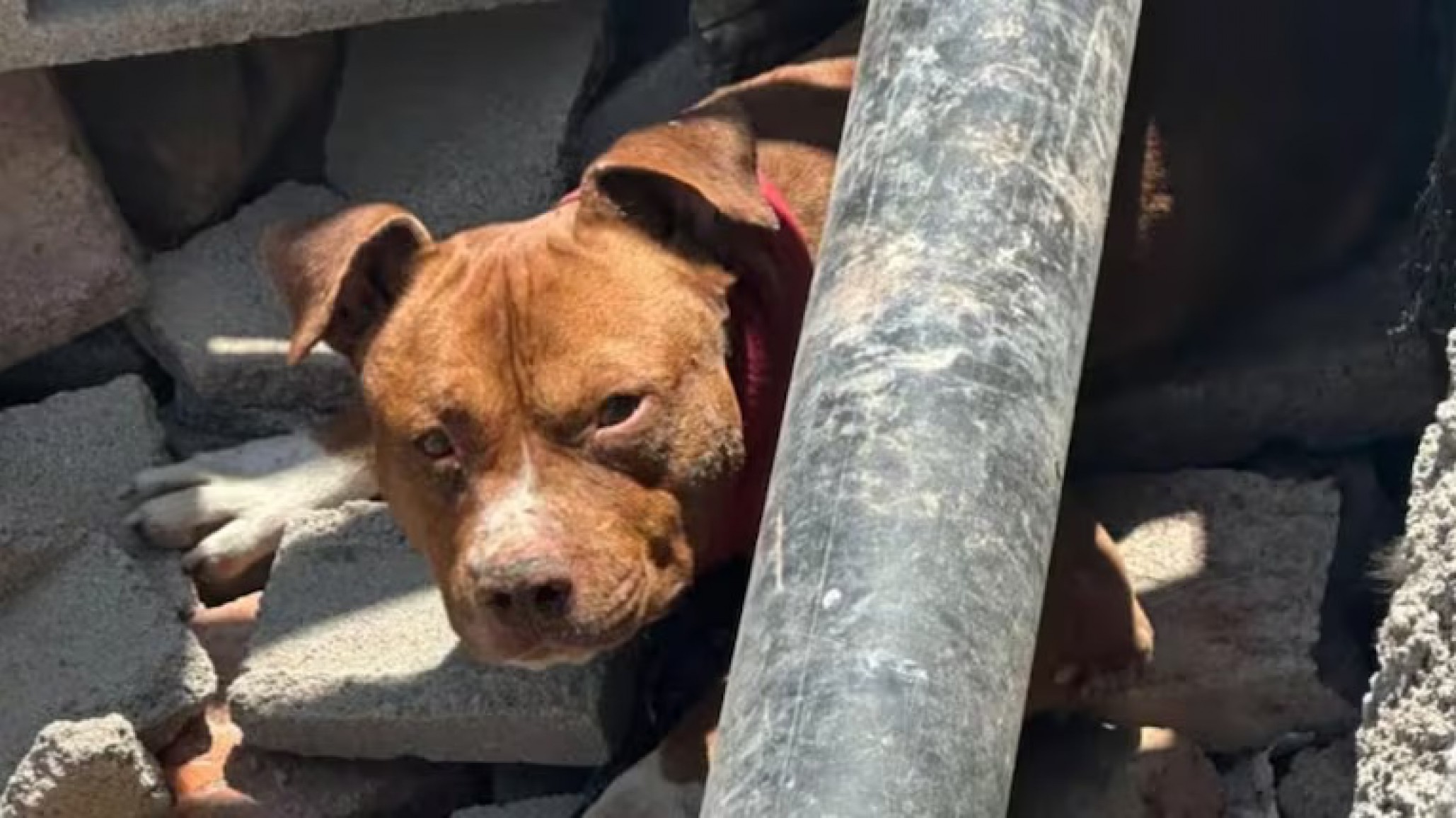 Detienen a un hombre en Villa Palito por soltar a su pitbull para atacar a una vecina