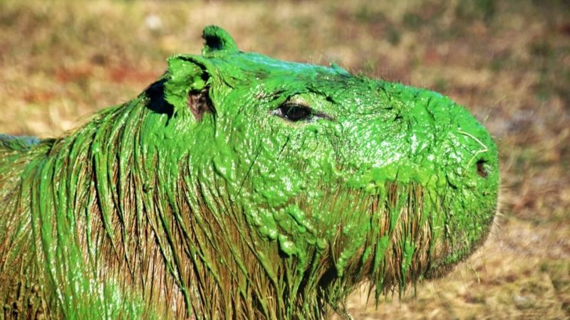 Insólito fenómeno natural en Entre Ríos: Aparecieron carpinchos verdes