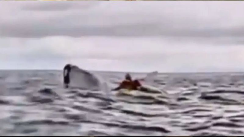 "Pensé que me había comido": el impactante relato del kayakista atrapado por una ballena