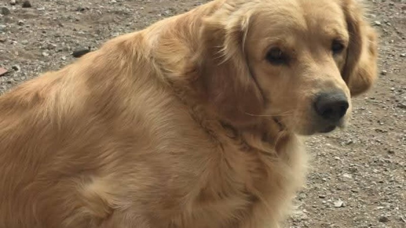 Un final feliz: "Homer" regresó a casa sano y salvo