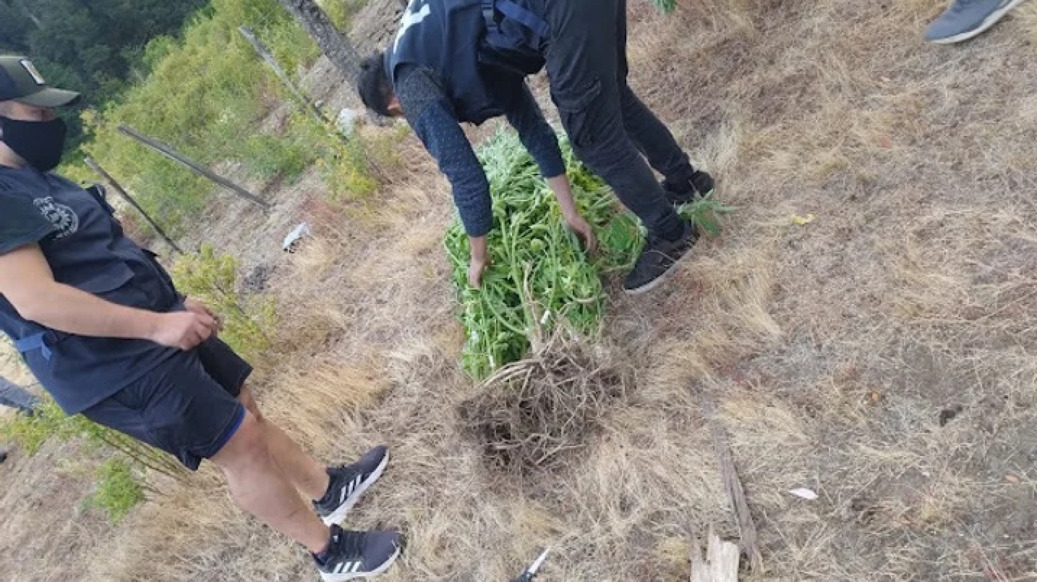 Giro inseperado: Buscaban un caballo robado y encontraron 80 plantas de marihuana en El Bolsón
