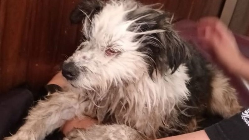 Investigan cámaras de seguridad para encontrar a la persona que enterró un perro vivo en Gaiman