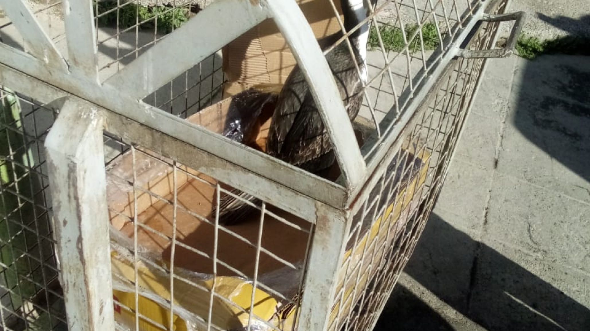 Rescataron y liberaron a un cormor醤 patag髇ico: estaba en un tacho de basura