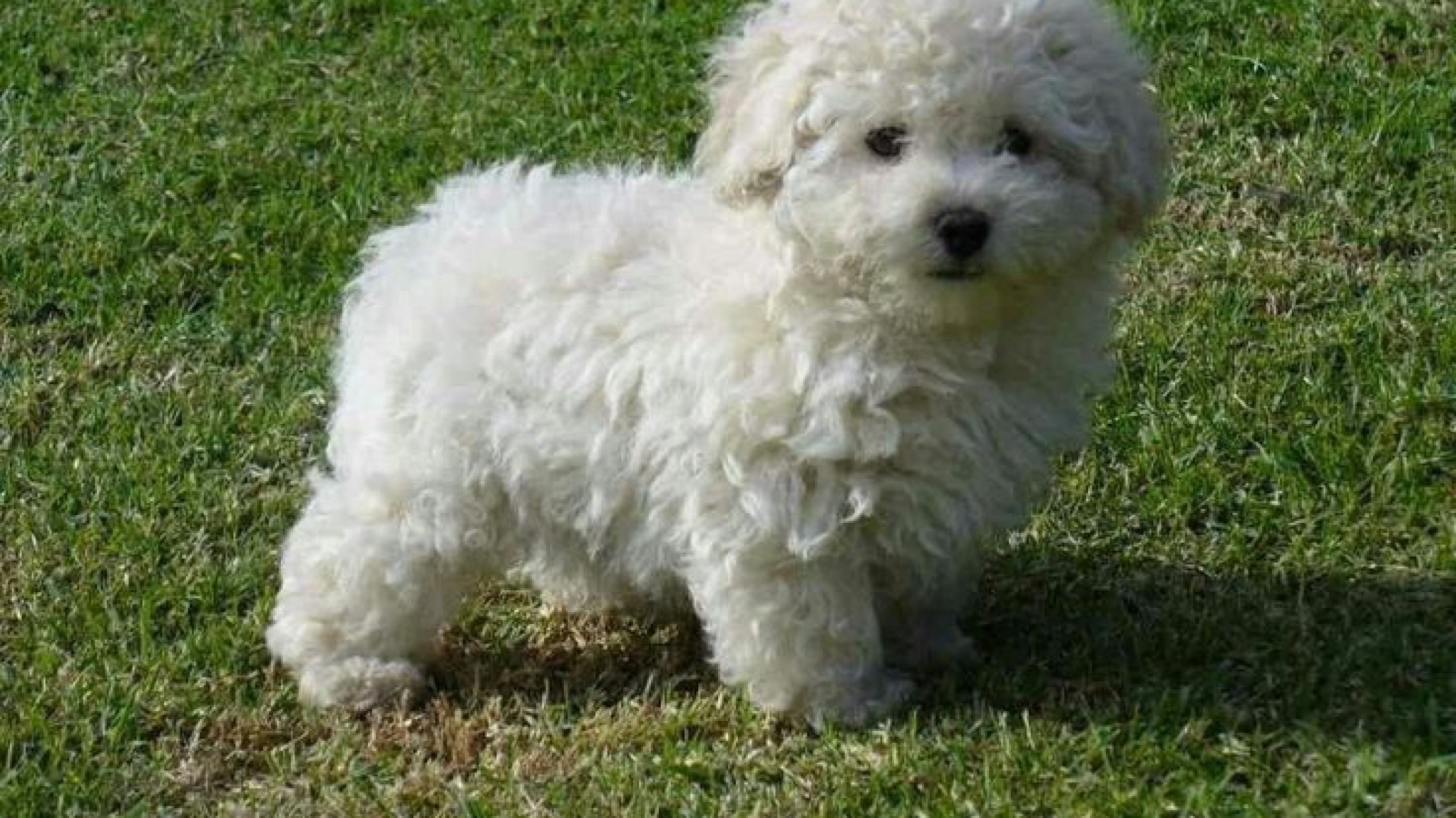 Perdió un dedo al proteger a su caniche del brutal ataque de un pitbull