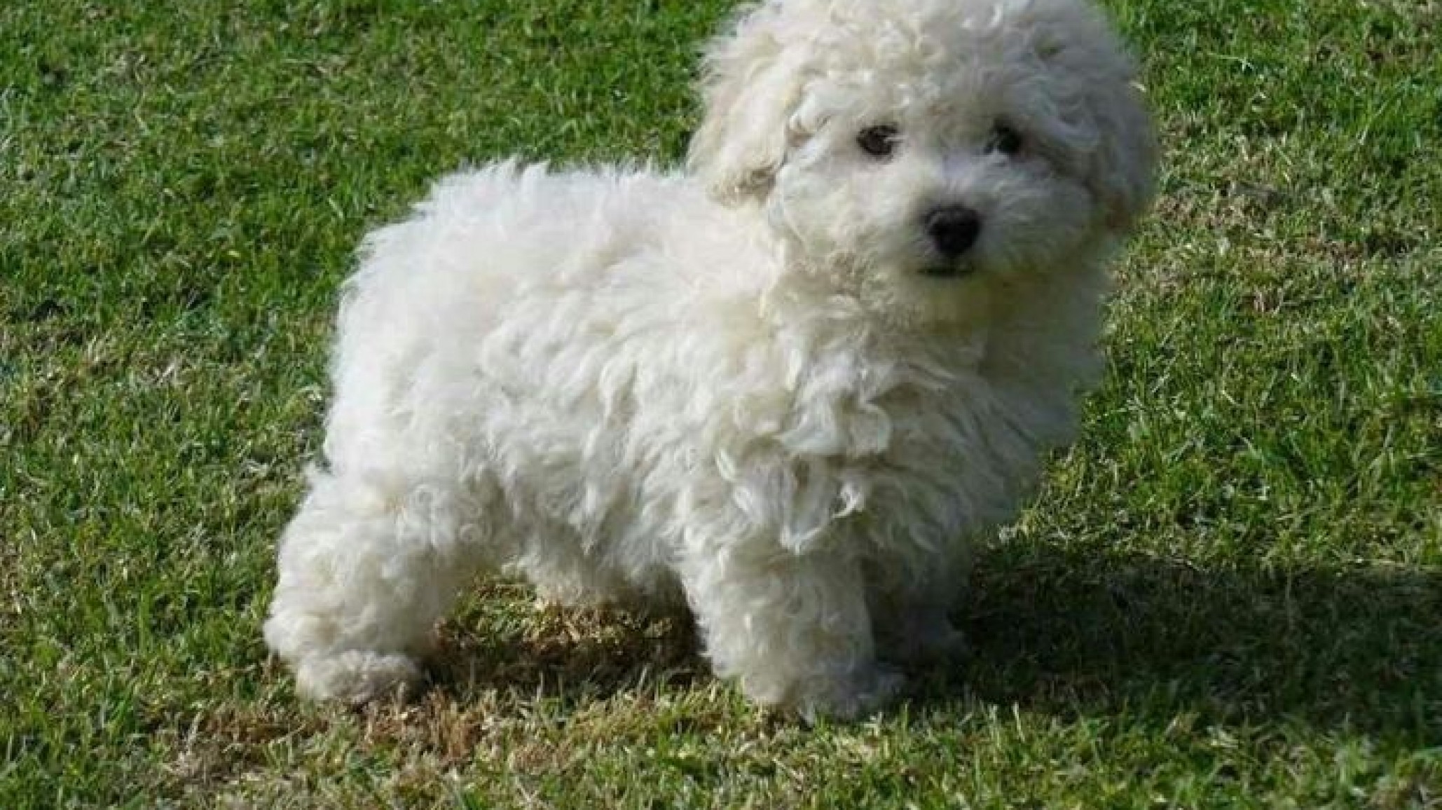 Perdió un dedo al proteger a su caniche del brutal ataque de un pitbull