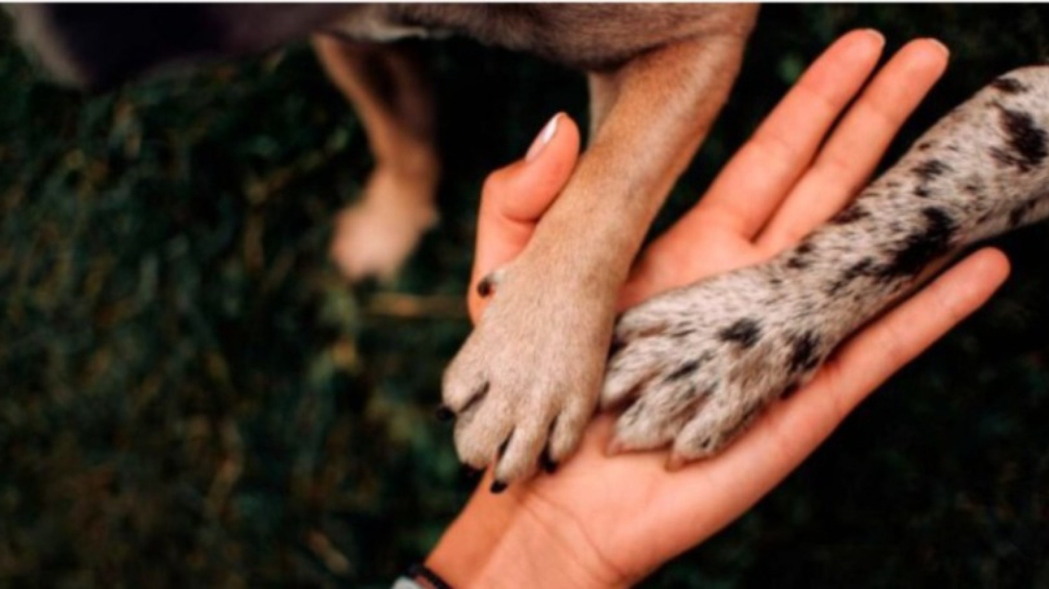 Denuncian el hallazgo de perros mutilados: "Encontraron dos con los testículos colgando"
