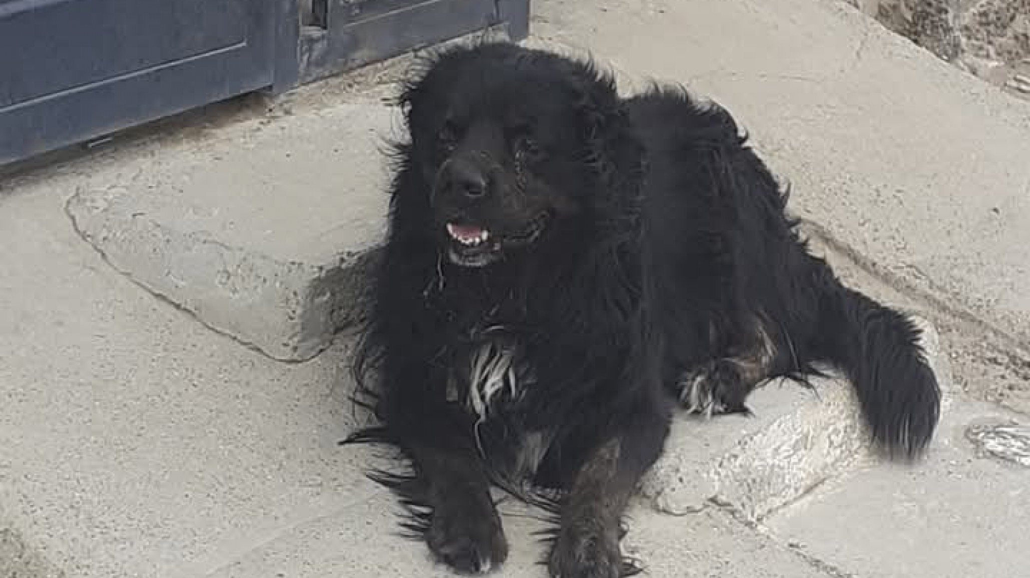 Buscan una segunda oportunidad para un perro en Comodoro: Sus dueños cambiaron de alquiler y lo abandonaron