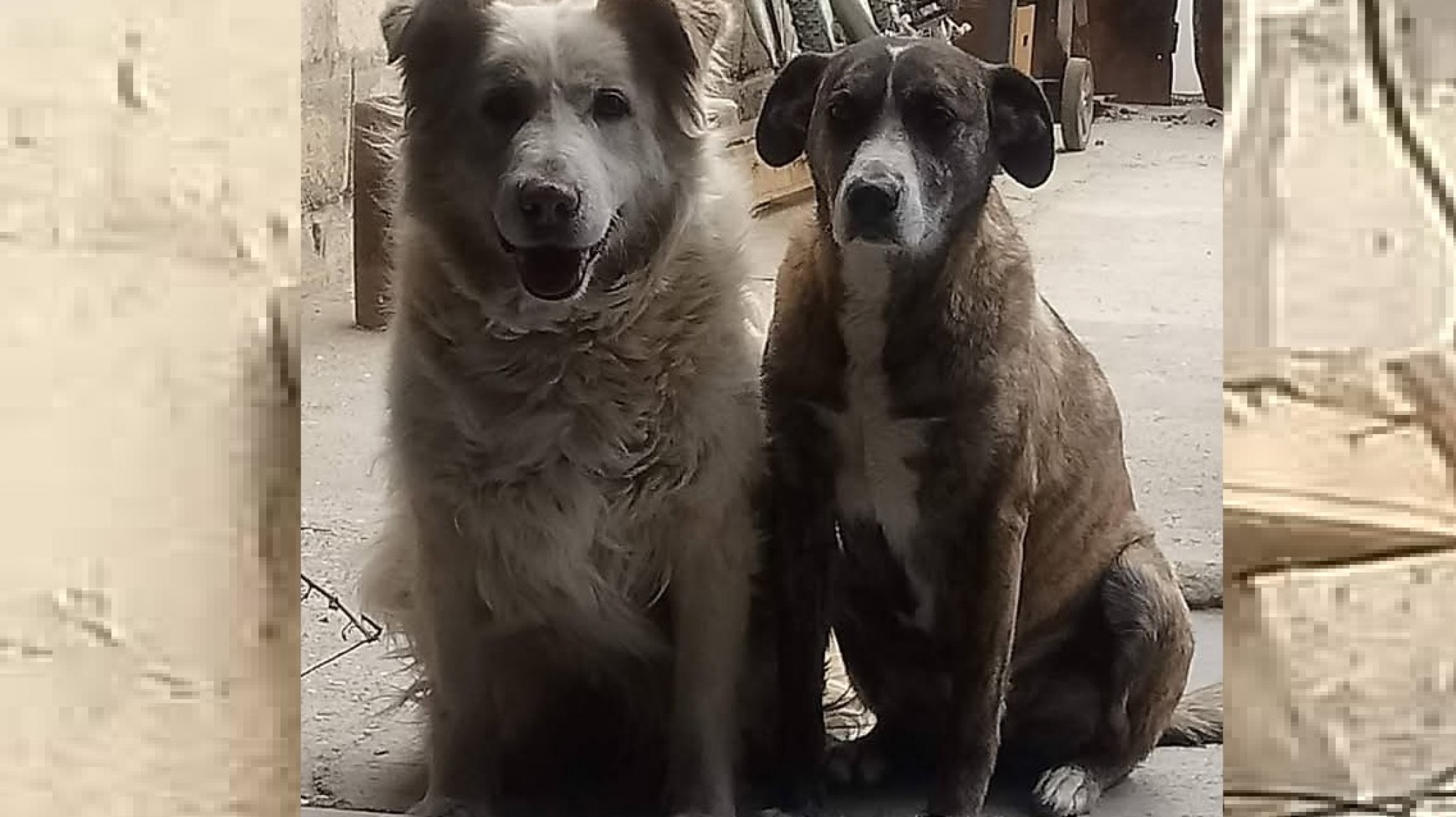 Entraron a robar a la casa de sus papás y desapareció su perra Uma de 13 años