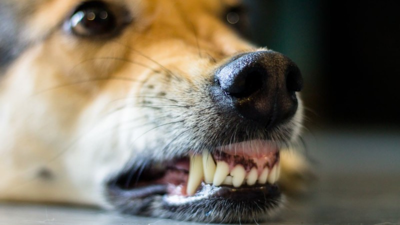 Un adolescente fue atacado en el rostro por un perro callejero en Km. 3