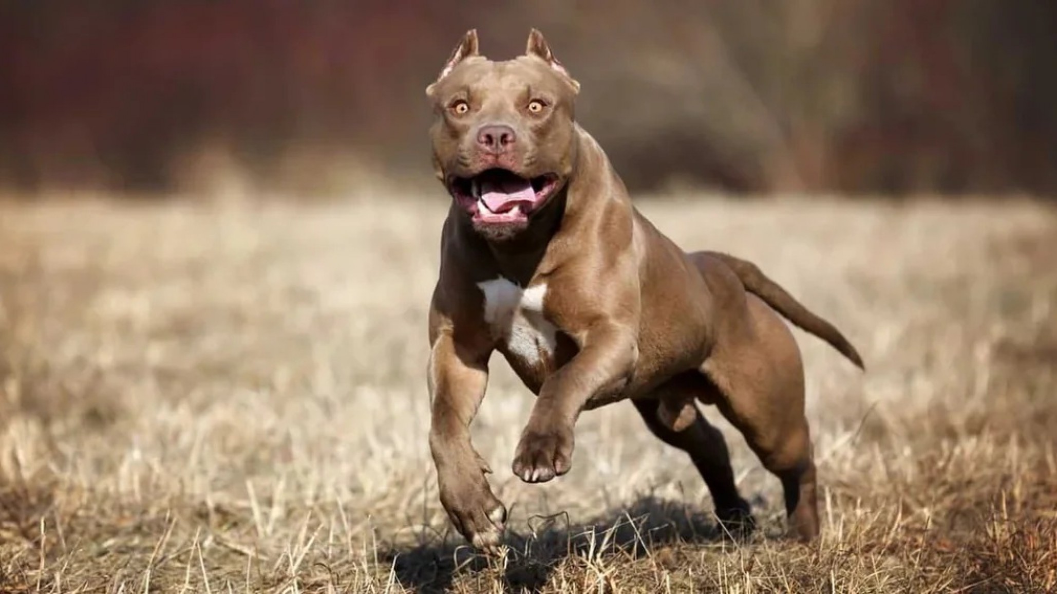 Tragedia en Mar del Plata: Un pitbull atacó en el cuello a una bebé y la mato