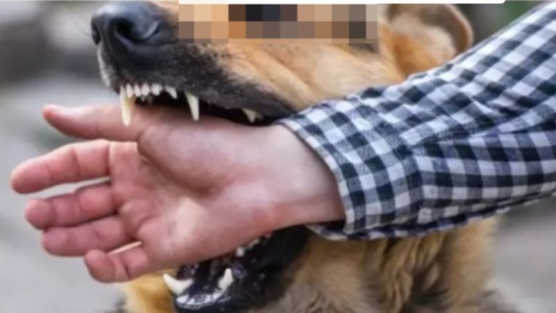 Vecina de Ciudadela fue brutalmente atacada por el perro de una vecina y denuncia abandono judicial