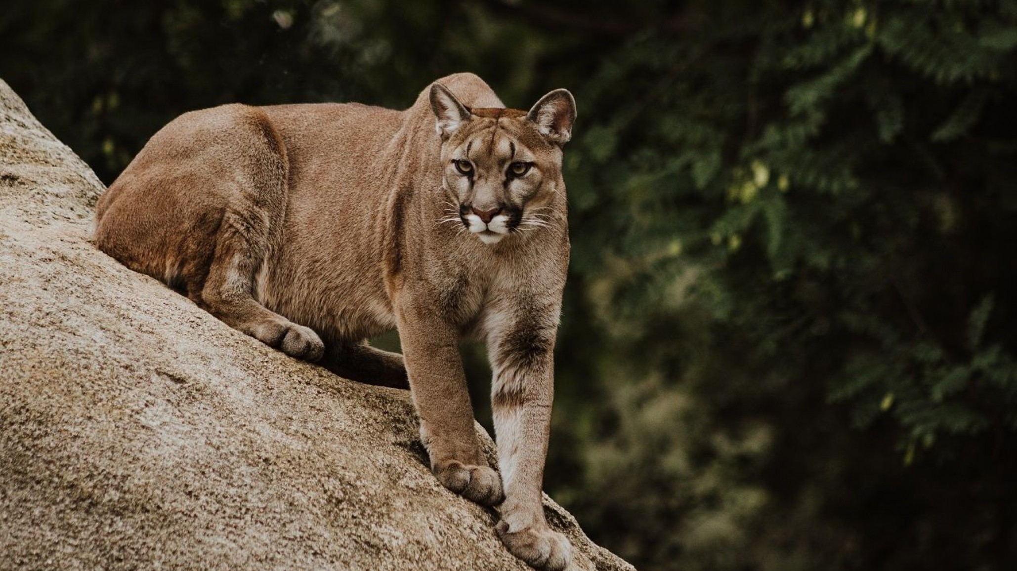 Jujuy: Un hombre mató a golpes a un puma acorralado por sus perros
